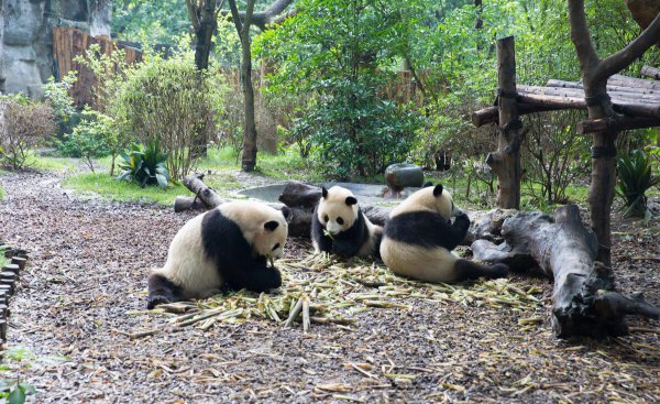 大熊猫的天敌是谁