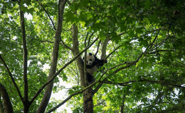 大熊猫的天敌是谁
