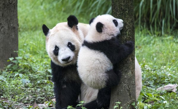 大熊猫的天敌是谁