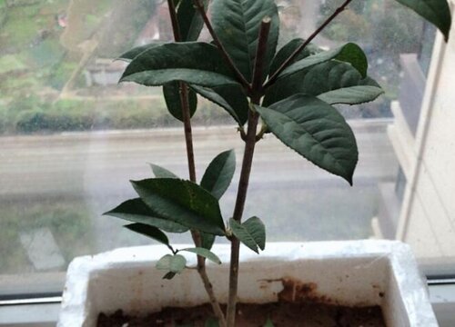 桂花不长叶子怎么办