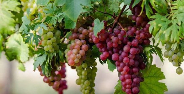 葡萄什么时候开始抹芽和摘心