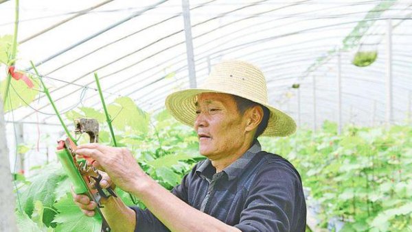 葡萄什么时候开始抹芽和摘心