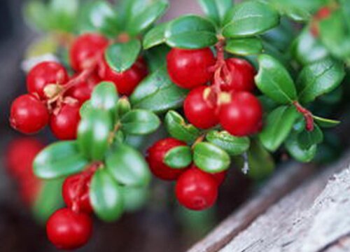 蔓越莓是水果吗 是什么水果