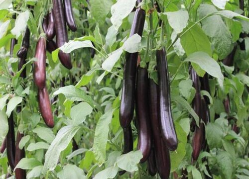 夏季高温对蔬菜生长的影响