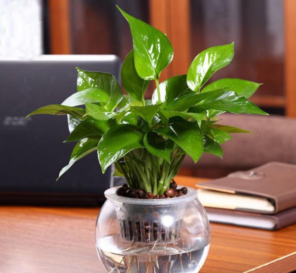 种花的陶粒是什么材料做成的