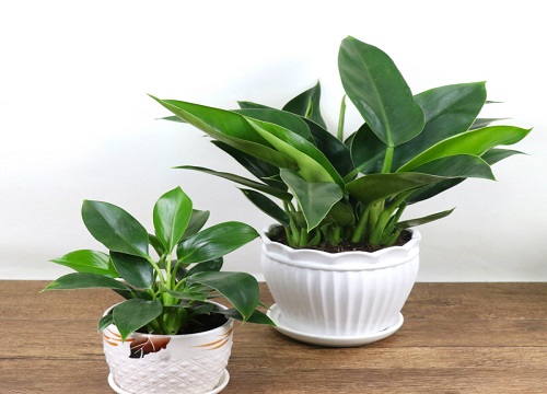 金钻怎么换土换盆