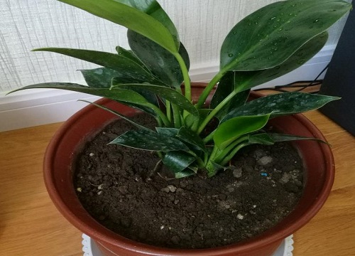 金钻怎么换土换盆