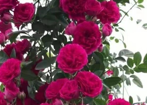 红木香爬藤月季耐寒吗