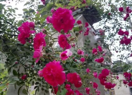 红木香爬藤月季耐寒吗