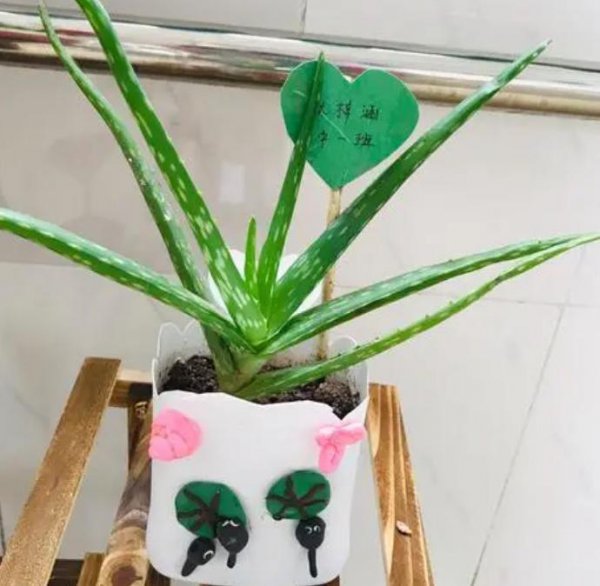 自制花盆废物利用材料有哪些