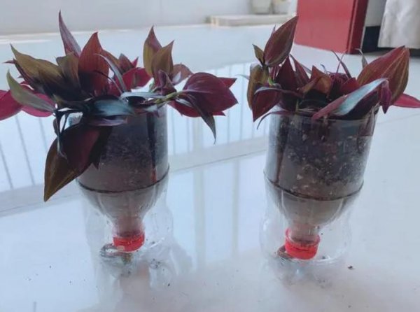 自制花盆废物利用材料有哪些