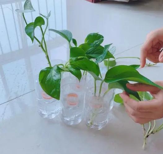 自制花盆废物利用材料有哪些