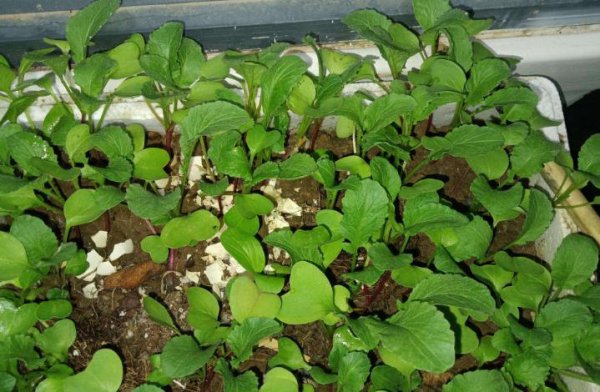 自制花盆废物利用材料有哪些