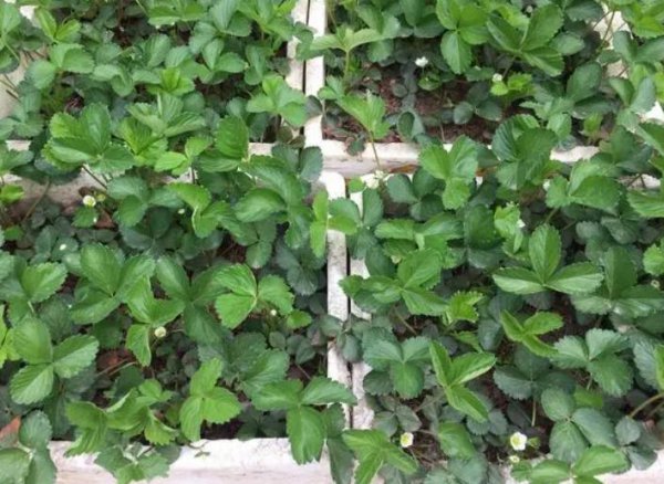 自制花盆废物利用材料有哪些