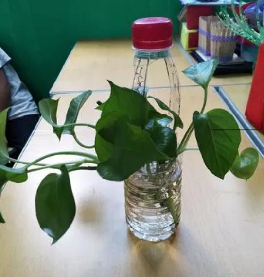 自制花盆废物利用材料有哪些