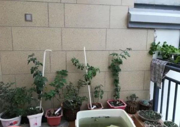 自制花盆废物利用材料有哪些