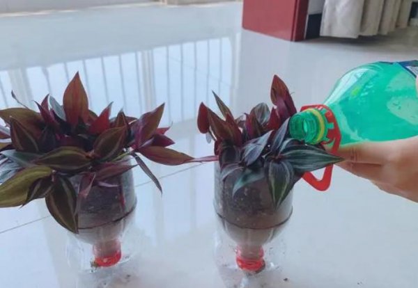 自制花盆废物利用材料有哪些