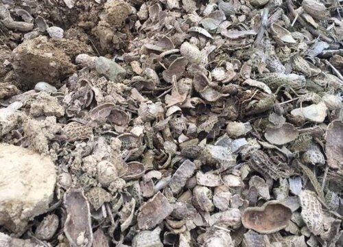 花生壳可以做花土吗