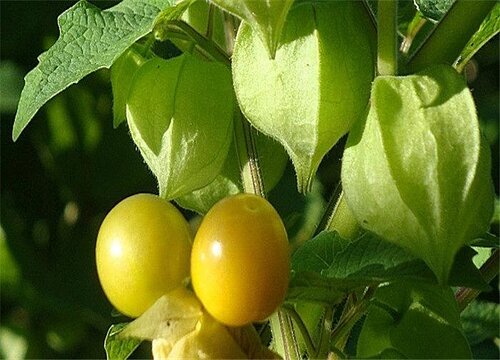 哈尔滨盛产什么水果有名