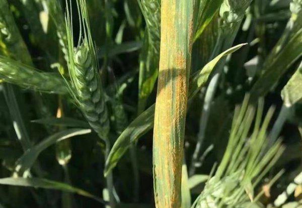 小麦条锈病的最佳防治方法