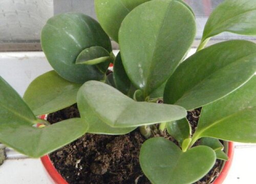 橡皮树没根能活吗