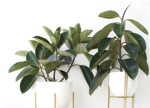 橡皮树没根能活吗