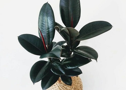 橡皮树没根能活吗