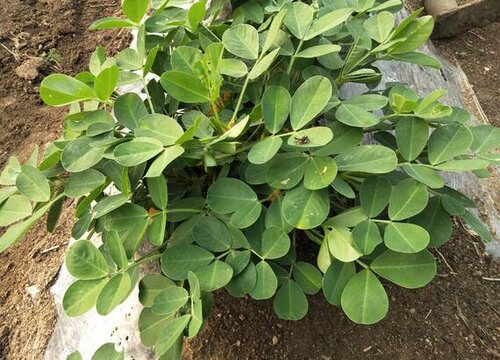 花生一年可以种几次