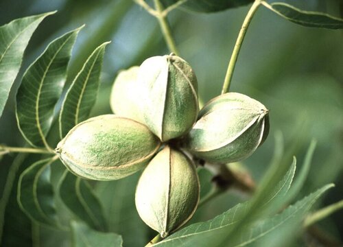 碧根果产地在什么地方