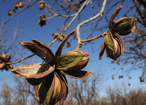 碧根果产地在什么地方