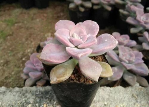 紫乐多肉徒长了怎么办