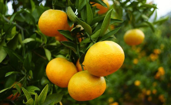 冬季的水果有哪些品种