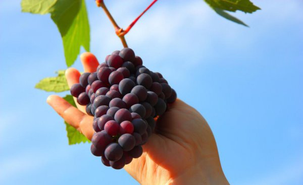 冬季的水果有哪些品种