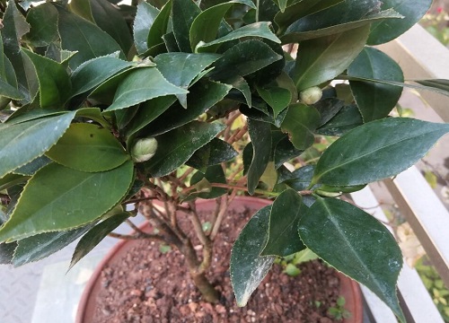 茶花的花苞为什么老掉