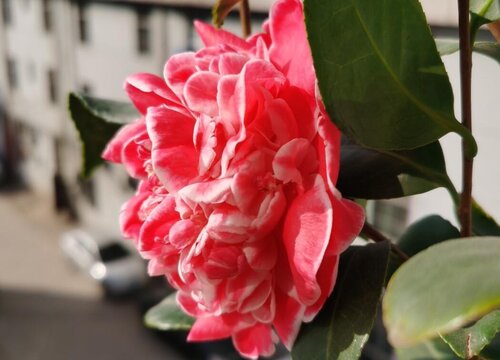 茶花的花苞为什么老掉