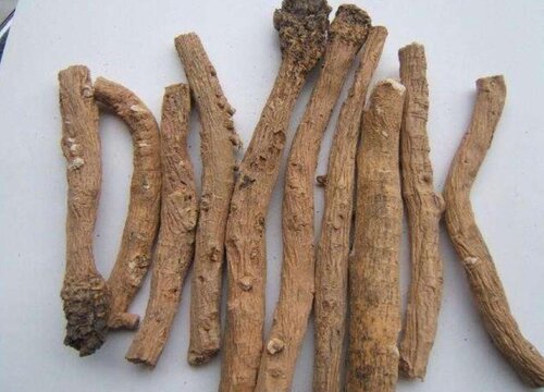 2023年种板蓝根前景怎样