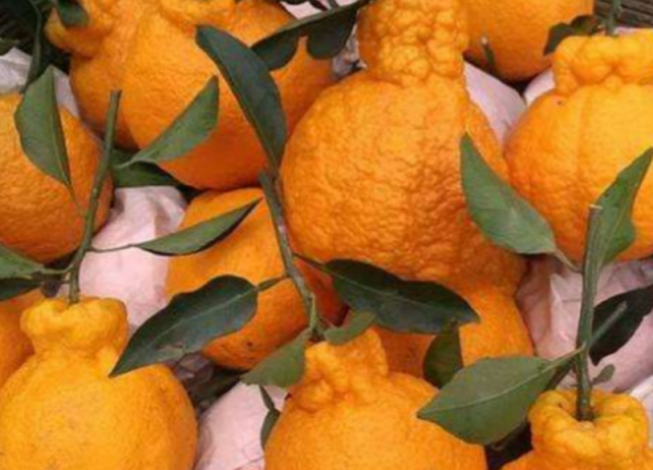 世界十大土豪水果排名