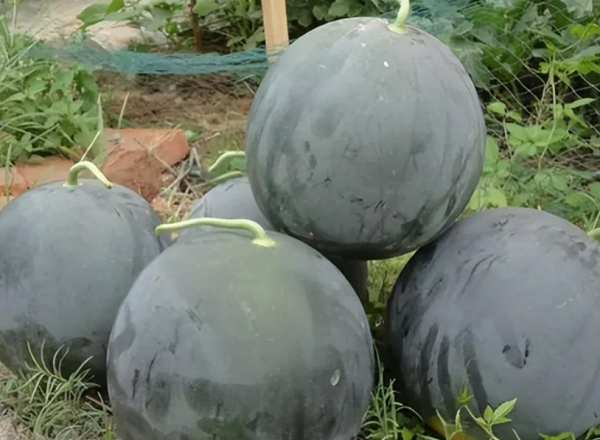 世界十大土豪水果排名