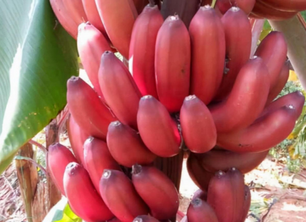 世界十大土豪水果排名