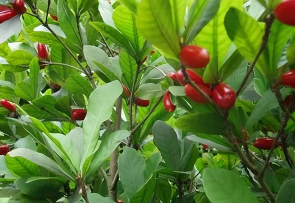 世界十大土豪水果排名