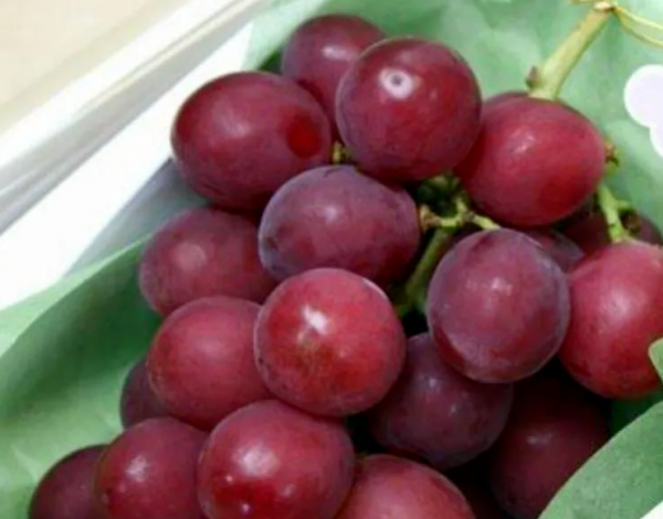 世界十大土豪水果排名