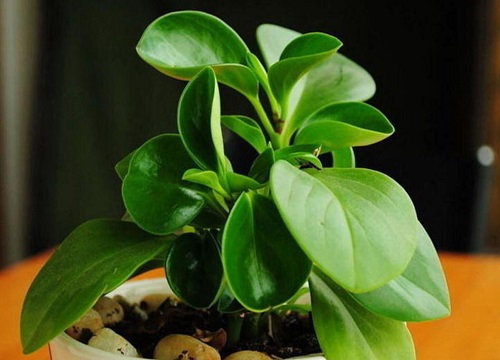 植物碧玉的风水作用