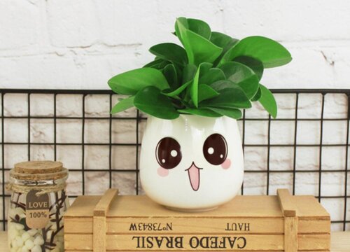 植物碧玉的风水作用