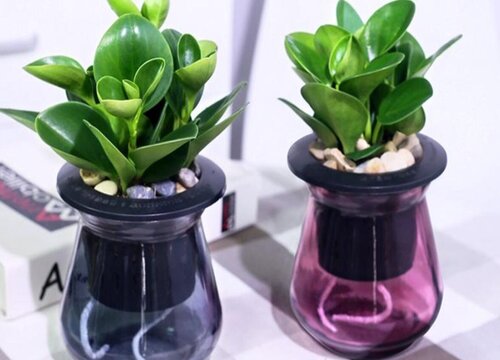 植物碧玉的风水作用