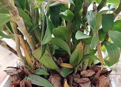 石斛枯萎如何养护