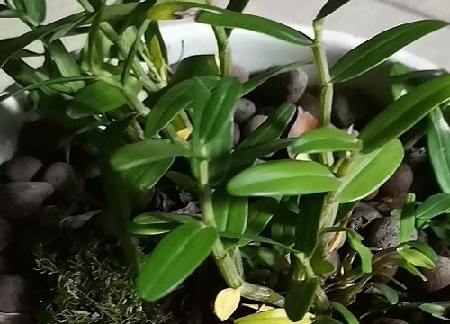 石斛枯萎如何养护