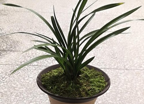 冬季如何养兰花长势好