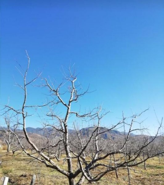 樱桃树冬季剪枝方法