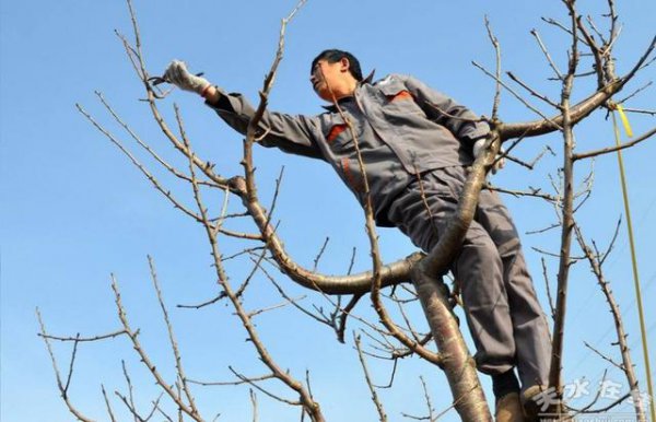 樱桃树冬季剪枝方法