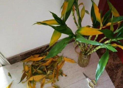 盆栽竹子黄叶怎么处理